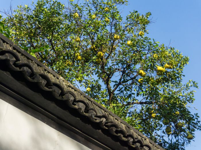屋根周辺の環境整備